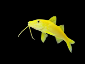 Parupeneus cyclostomus M