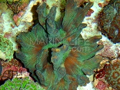Pectinia sp. 12-15 cm Green