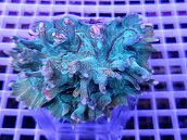 Pectinia sp. 7-8 cm Green