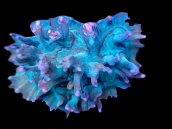Pectinia sp. 7-8 cm Green