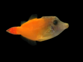 Pervagor melanocephalus M red tail
