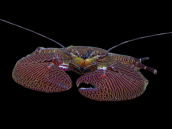 Petrolisthes spp. 2-3 cm