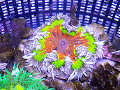 Phymanthus crucifer ULTRA 01