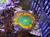 Phymanthus crucifer ULTRA 03