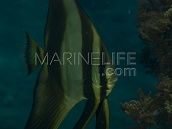 Platax teira Juvenile L