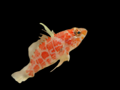 Plectranthias inermis M