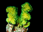 Pocillopora verrucosa S Green