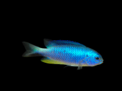 Pomacentrus alleni 3-5 cm