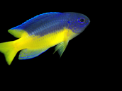 Pomacentrus auriventris 3-5 cm