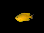 Pomacentrus moluccensis 3-4 cm