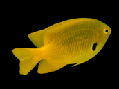 Pomacentrus sulfureus M