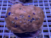 Porites spp avec Spirobranchus color&eacute;s 01