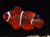 Premnas biaculeatus M