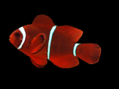Premnas biaculeatus 6-8 cm