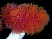 Protula magnifica Rouge