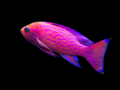 Pseudanthias bimaculatus M&acirc;le 8-10cm