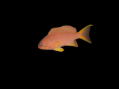 Pseudanthias cheirospilos Femelle M