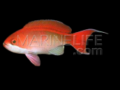 Pseudanthias cooperi M
