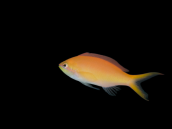 Pseudanthias dispar Femelle 3-5cm