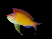 Pseudanthias dispar 5-7cm