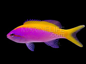 Pseudanthias evansi M