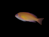 Pseudanthias hypselosoma Femelle 3-5cm