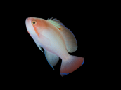 Pseudanthias hypselosoma M&acirc;le 4-6cm