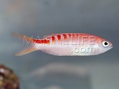 Pseudanthias lori Female M