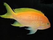 Pseudanthias pleurotaenia Femelle 5-7 cm