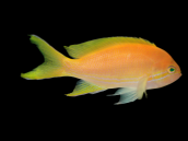 Pseudanthias pleurotaenia Femelle 7-10 cm