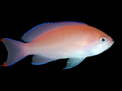 Pseudanthias rubrizonatus Femelle 6-8cm