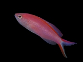 Pseudanthias smithvanizi Femelle 3-4cm