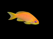 Pseudanthias squamipinnis Femelle 5-8 cm