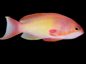 Pseudanthias squamipinnis M&acirc;le 4-6cm