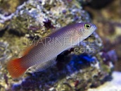 Pseudochromis coccinicauda Femelle M Rouge à queue orange