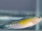 Pseudochromis coccinicauda Mâle M Bleu et doré
