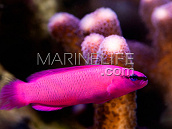 Pseudochromis fridmani M - Mer Rouge