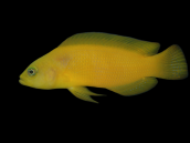Pseudochromis fuscus 4-6cm