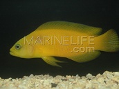 Pseudochromis fuscus (aureus) M YELLOW