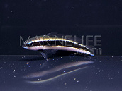 Pseudochromis sankeyi Adulte 4-5 cm