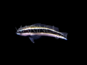 Pseudochromis sankeyi Adulte 4-5 cm