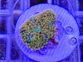 Ricordea floridae orange