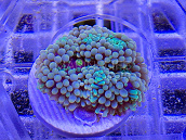 Ricordea floridae rainbow 01