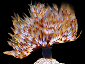 Sabellastarte sp. M Jaune