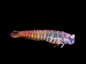 Salarias segmentatus 4-6cm