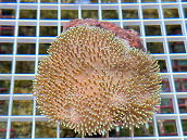 Sarcophyton ehrenbergi