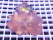 Sarcophyton elegans