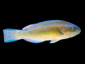 Scarus ghobban Female 10-15 cm