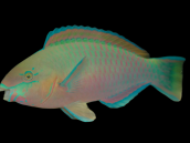 Scarus quoyi Male 12-15 cm
