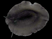 Scutus unguis 4-6 cm